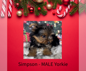 Yorkshire Terrier Puppy for sale in AZLE, TX, USA