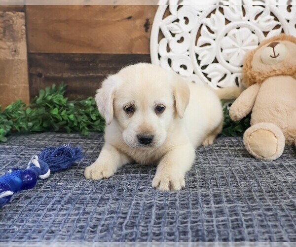 Medium Photo #3 Labrador Retriever Puppy For Sale in SYRACUSE, IN, USA