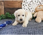 Small #2 Labrador Retriever