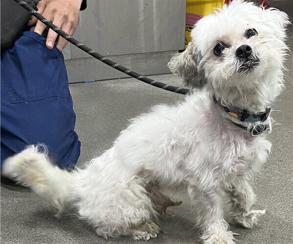 Medium Photo #1 Shih-Poo Puppy For Sale in Forestville, MD, USA