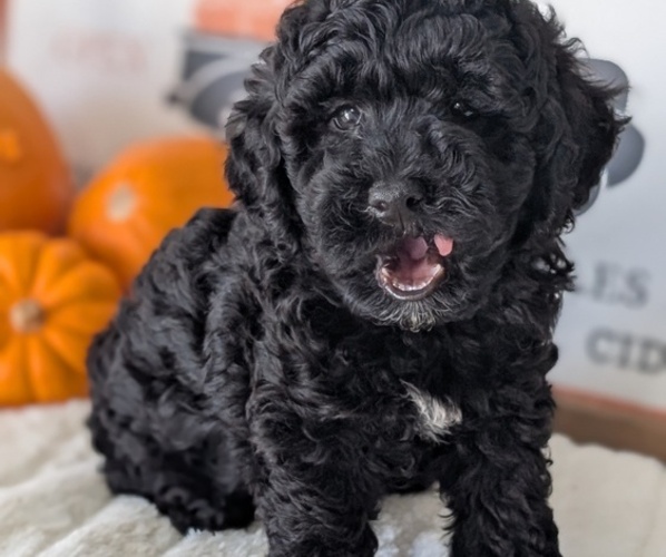 Medium Photo #16 Poodle (Miniature) Puppy For Sale in GOSHEN, IN, USA