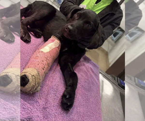 Medium Photo #9 Labrador Retriever Puppy For Sale in San Diego, CA, USA