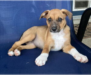 Mutt Dogs for adoption in The Woodlands, TX, USA