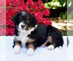 Small Aussiedoodle Miniature 