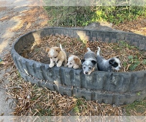 Australian Cattle Dog Puppy for sale in JETERSVILLE, VA, USA