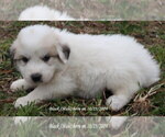 Puppy Puppy 4 Great Pyrenees