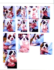 Saint Bernard Puppy for sale in IMPERIAL, MO, USA