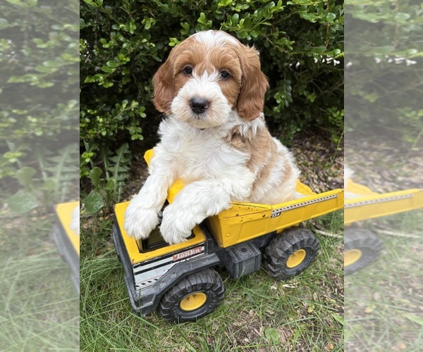 Medium Photo #1 Goldendoodle (Miniature) Puppy For Sale in MIDDLEBURY, IN, USA