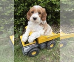 Image preview for Ad Listing. Nickname: Anson