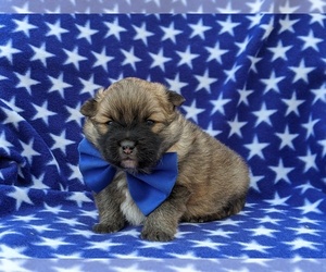 Pomeranian Puppy for sale in CHRISTIANA, PA, USA