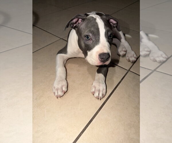Medium Photo #7 American Pit Bull Terrier-Unknown Mix Puppy For Sale in Chandler, AZ, USA