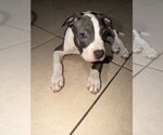Small #6 American Pit Bull Terrier Mix