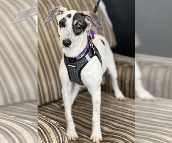 Medium Photo #1 Unknown-Whippet Mix Puppy For Sale in Mundelein, IL, USA