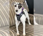 Small Whippet Mix