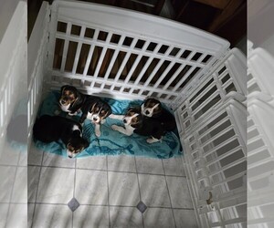 Beagle Litter for sale in MAIDEN, NC, USA