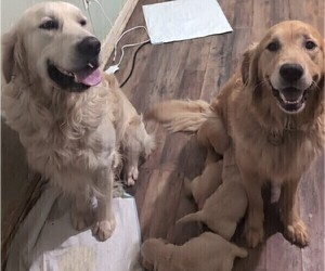 Father of the Golden Retriever puppies born on 01/09/2026