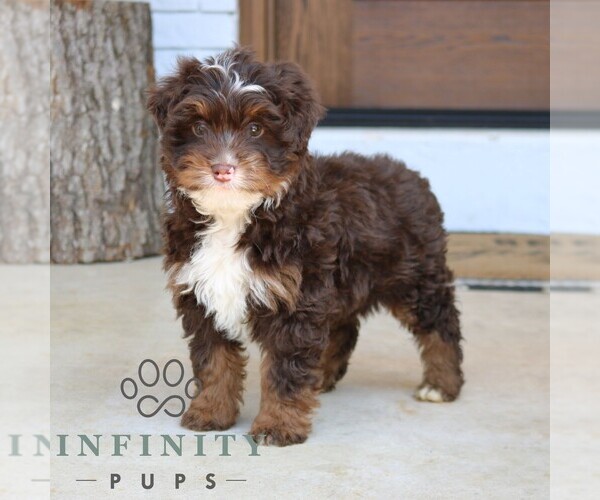 Medium Photo #2 Bernedoodle (Miniature) Puppy For Sale in PARADISE, PA, USA