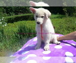 Small #1 German Shepherd Dog