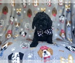 Small #3 Cavapoo
