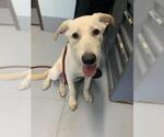 Small Labrador Retriever Mix