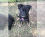 Small Photo #3 German Shepherd Dog Puppy For Sale in WEST POINT, VA, USA