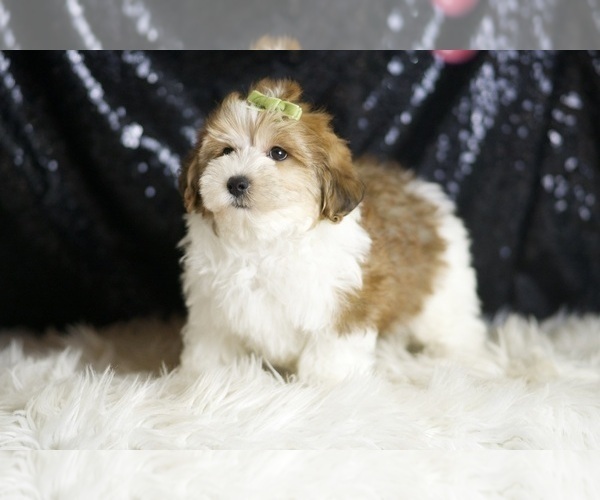 Medium Photo #3 YorkiePoo Puppy For Sale in WARSAW, IN, USA