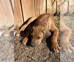 Small Photo #36 Rhodesian Ridgeback Puppy For Sale in KELLER, TX, USA