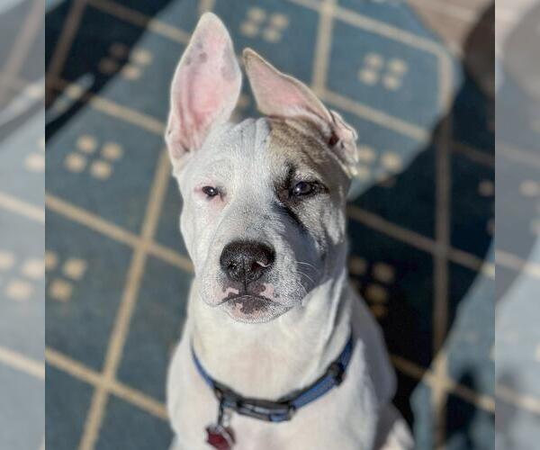 Medium Photo #19 Boxer-Unknown Mix Puppy For Sale in San Diego, CA, USA