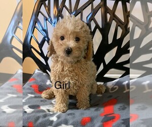 Poodle (Toy) Puppy for sale in CLARE, IL, USA
