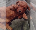 Small Photo #4 Bichpoo-Poodle (Miniature) Mix Puppy For Sale in ADDISON, NY, USA