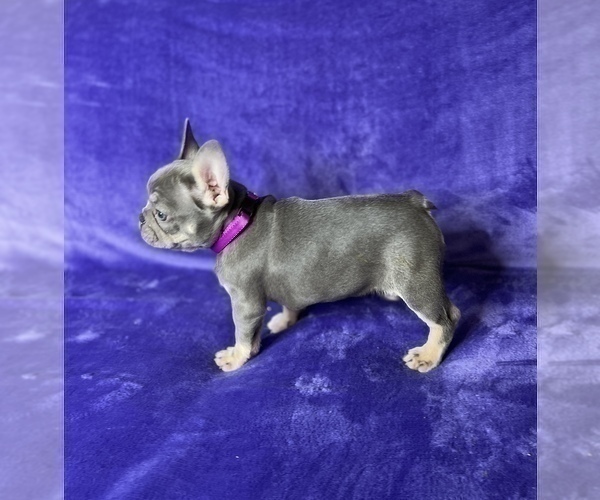 Medium Photo #14 French Bulldog Puppy For Sale in KENNESAW, GA, USA