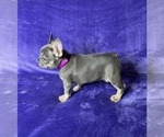 Small Photo #14 French Bulldog Puppy For Sale in KENNESAW, GA, USA