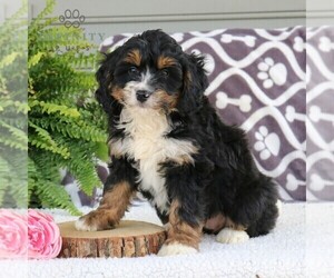 Bernedoodle (Miniature) Puppy for sale in NARVON, PA, USA