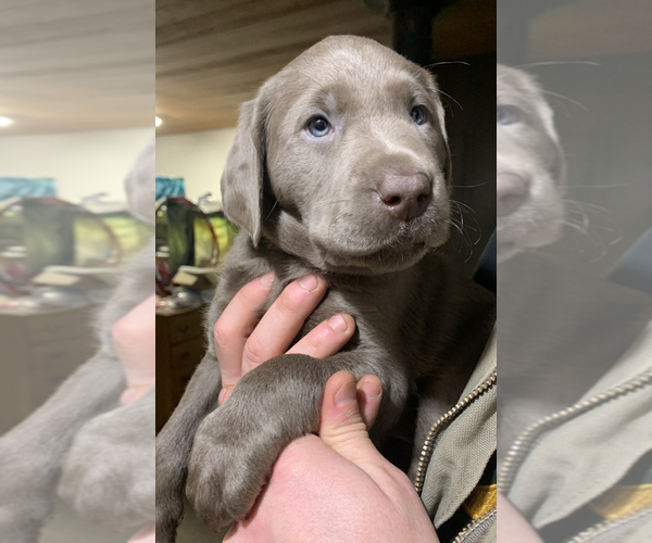 Medium Photo #1 Labrador Retriever Puppy For Sale in HADLOCK, WA, USA