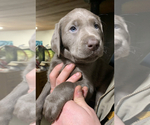 Small Photo #1 Labrador Retriever Puppy For Sale in HADLOCK, WA, USA