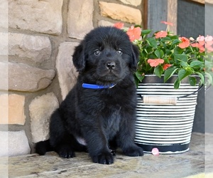 Newfoundland Puppy for sale in MILLERSBURG, OH, USA