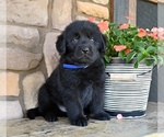 Image preview for Ad Listing. Nickname: Cody