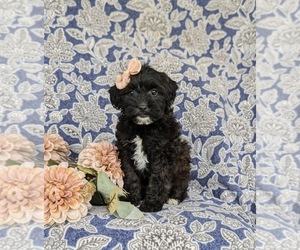 Jug-Poodle (Miniature) Mix Puppy for sale in LEOLA, PA, USA