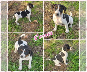 Labbe Dogs for adoption in Blacksburg, SC, USA