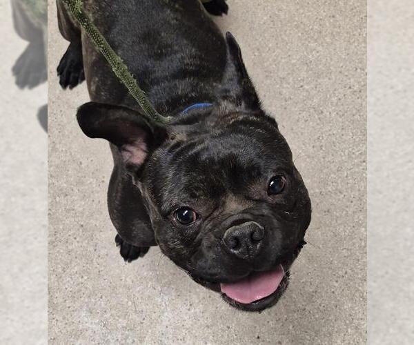 Medium Photo #1 French Bulldog Puppy For Sale in Bakersfield, CA, USA