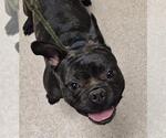 Small French Bulldog