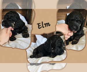 Medium Poodle (Standard)