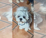 Small #4 Shih Apso