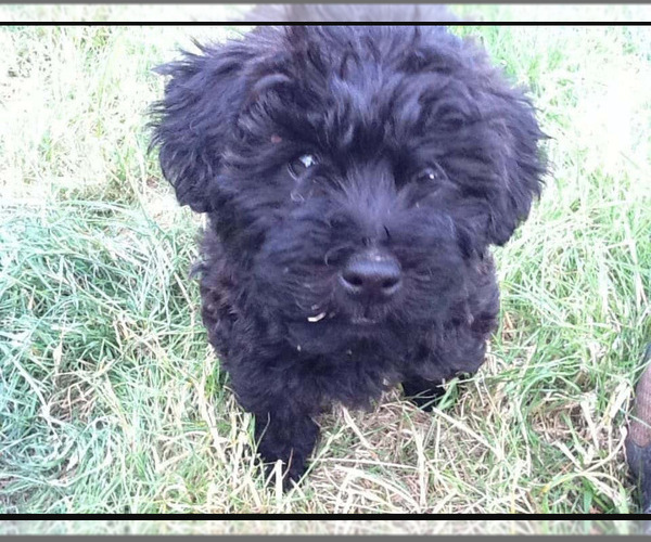 Medium Photo #60 Poocan Puppy For Sale in FAIR OAKS, CA, USA