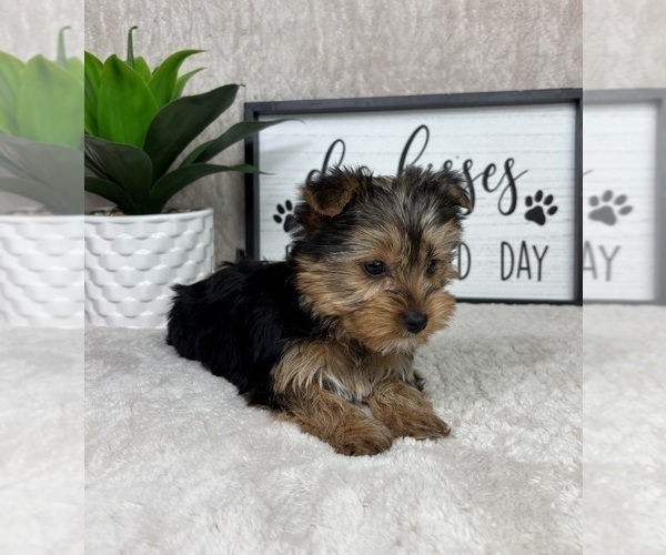 Medium Photo #4 Yorkshire Terrier Puppy For Sale in FRANKLIN, IN, USA