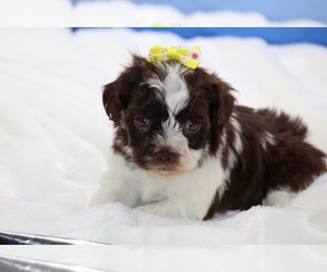ShihPoo Puppy for sale in DYERSBURG, TN, USA