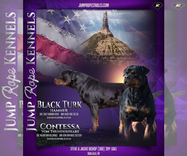Medium Photo #1 Rottweiler Puppy For Sale in OGALLALA, NE, USA