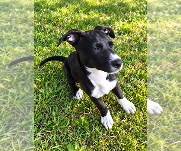 Medium Photo #2 Mutt Puppy For Sale in Mooresville, NC, USA