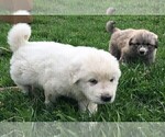 Small Photo #6 Great Pyrenees Puppy For Sale in PINEVILLE, KY, USA