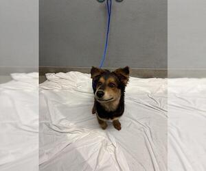 German Shepherd Dog-Unknown Mix Dogs for adoption in Las Vegas, NV, USA